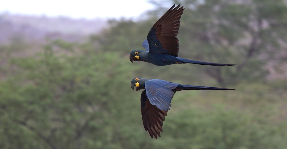 Two endangered Lear's Macaws in flight. Andy & Gill Swash. A\J.