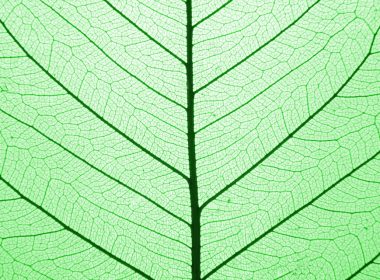 solar leaf A\J AlternativesJournal.ca