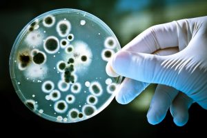 petri dish with mould antibiotic resistance A\J AlternativesJournal.ca