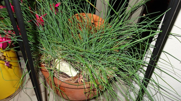 Balcony Chives