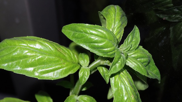 Balcony Basil