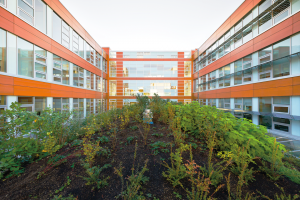 UBC green roof by Don Earhardt in A\J AlternativesJournal.ca