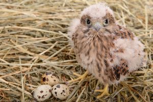 falcon chick endangered species act A\J AlternativesJournal.ca