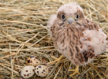 falcon chick endangered species act A\J AlternativesJournal.ca