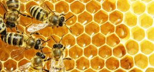 Bees on honeycomb. Alternatives Journal. A\J.