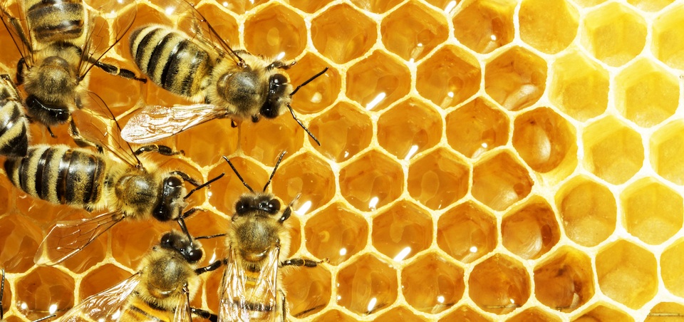 Bees on honeycomb. Alternatives Journal. A\J.