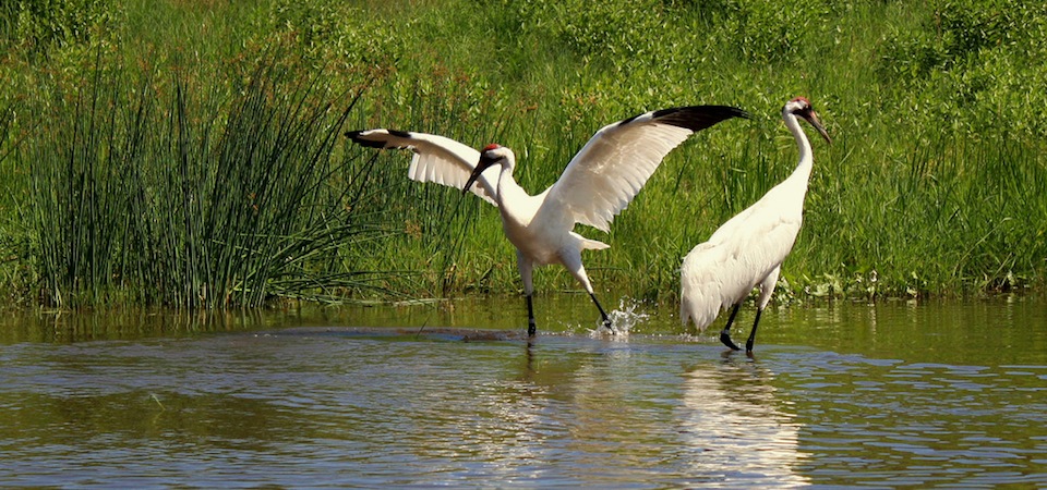 Whooping Cranes in captivity at the International Crane Foundation, Baraboo, WI.