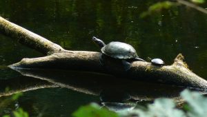 blanding's turtle Benimoto A\J AlternativesJournal.ca