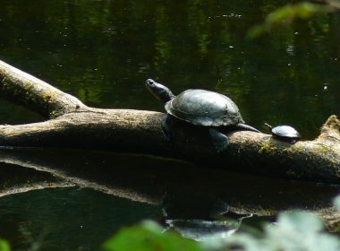 blanding's turtle Benimoto A\J AlternativesJournal.ca