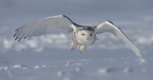 Snowy owl in flight.