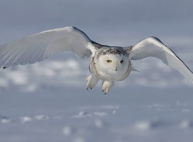 Snowy owl in flight.