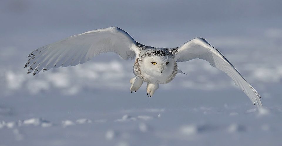 Snowy owl in flight.