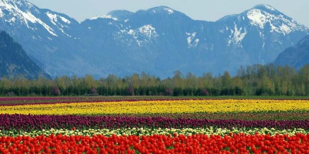 Tulips growing in the Fraser Valley in BC, Canada.