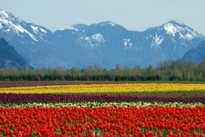 Tulips growing in the Fraser Valley in BC, Canada.