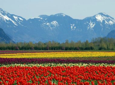 Tulips growing in the Fraser Valley in BC, Canada.
