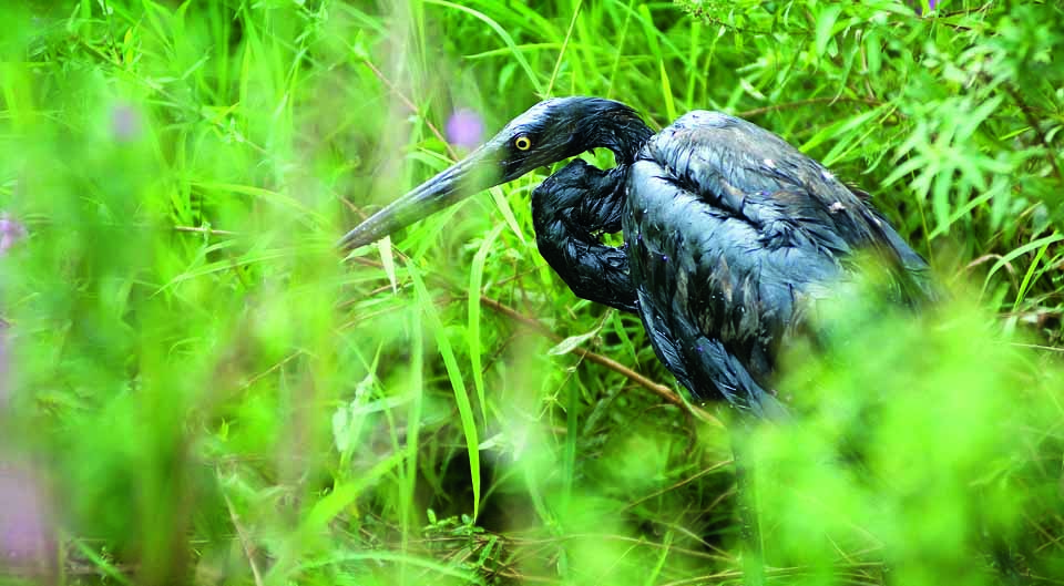 A heron coated in oil stands along the shore of Michigan's Kalamazoo River