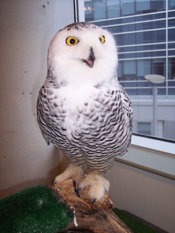 Quincy the snowy owl