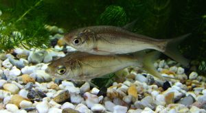 Juvenile silver carp, an invasive species in North American waterways.