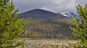 Colorado lodgepole pine forest destroyed by mountain pine beetle.