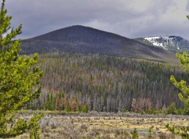 Colorado lodgepole pine forest destroyed by mountain pine beetle.