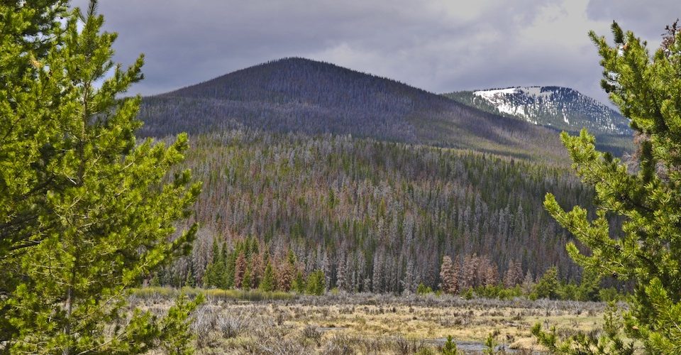 Colorado lodgepole pine forest destroyed by mountain pine beetle.