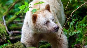 A spirit bear from BC's coast, from CBC's Wild Canada. Interview on A\J.