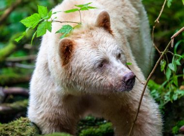 A spirit bear from BC's coast, from CBC's Wild Canada. Interview on A\J.
