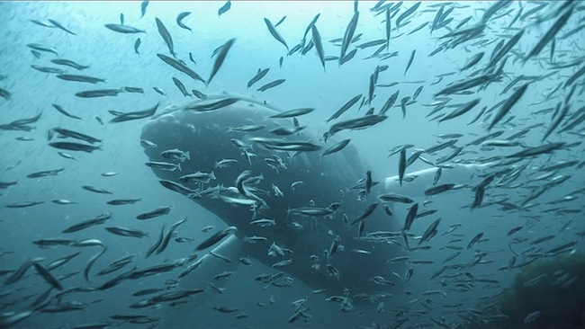 Humpback whale from the CBC's Wild Canada series. Interview on A\J.