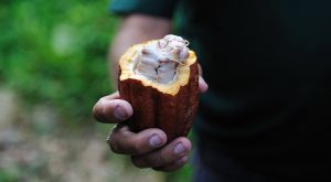 Cacao pod and seeds.