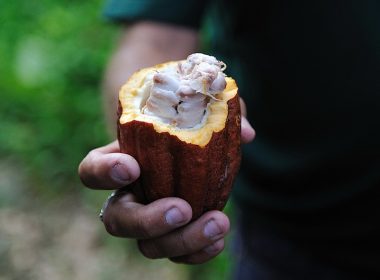 Cacao pod and seeds.