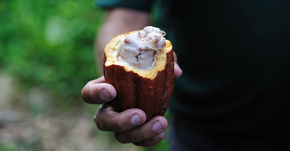 Cacao pod and seeds.