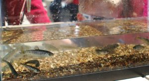 Fingerling Chinook salmon at Port Credit Harbour