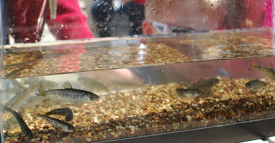 Fingerling Chinook salmon at Port Credit Harbour