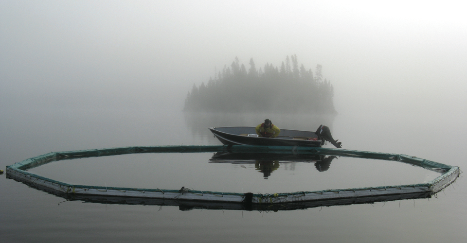 A researcher at the Experimental Lakes Area in Ontario.