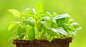 basil plan © Elenathewise - Fotolia 49738043