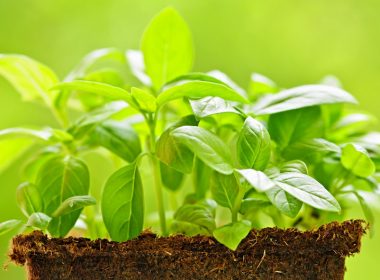 basil plan © Elenathewise - Fotolia 49738043