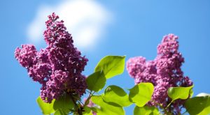 Common lilacs make great water-saving flowers for your garden