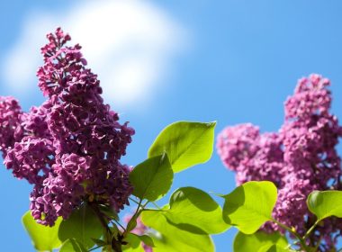 Common lilacs make great water-saving flowers for your garden