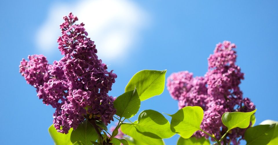 Common lilacs make great water-saving flowers for your garden
