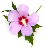 Rose of Sharon