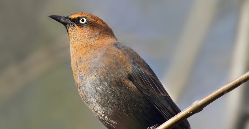 rusty_blackbird_Steve_Byland-Fotolia_57789209