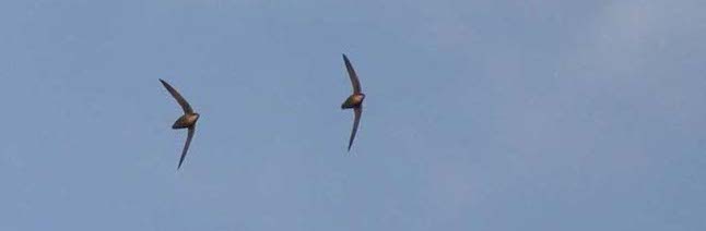 Two flying chimney swifts. Photo by Christian Artuso.