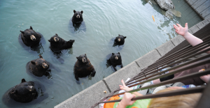 North American Black Bears in captivity at Marineland, Ontario