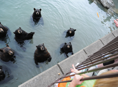 North American Black Bears in captivity at Marineland, Ontario