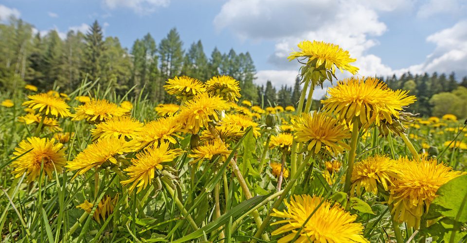 Dandelions in a field.