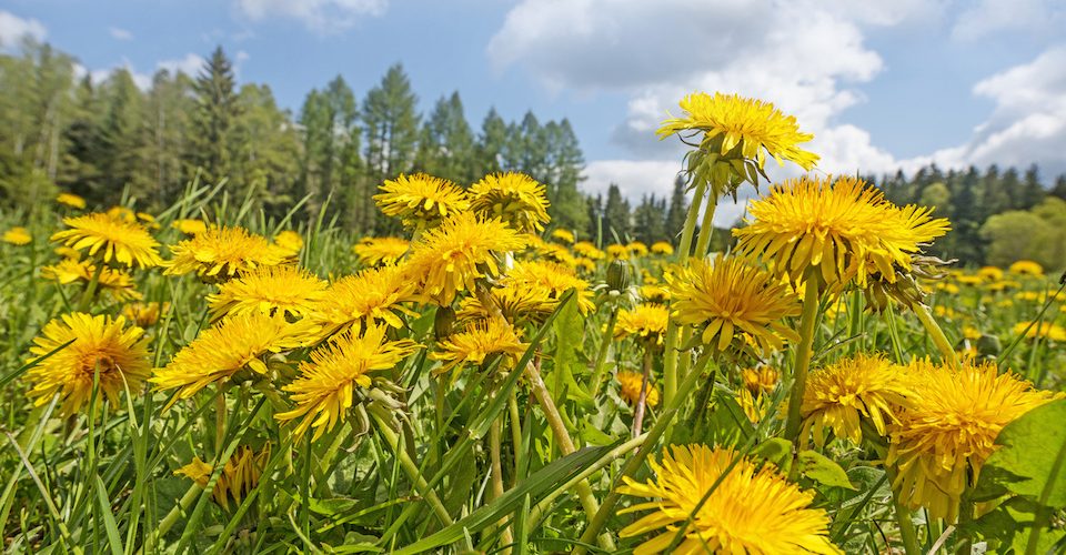 Dandelions in a field.