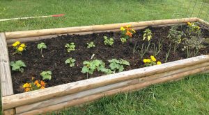 Raised bed vegetable garden