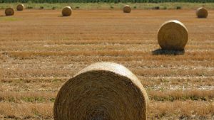 Straw bales on a field.