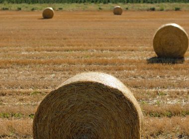 Straw bales on a field.