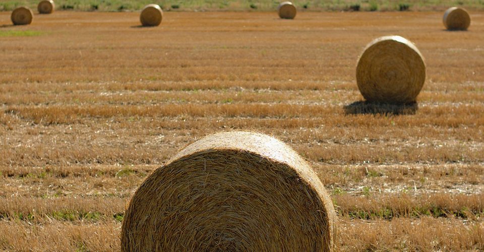 Straw bales on a field.